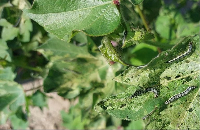 Έβρος: Νέο «χτύπημα» από το λεπιδόπτερο που καταστρέφει τις καλλιέργειες