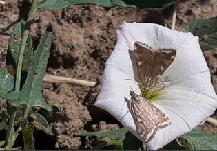 Θεσσαλία: Νέο έντομο κατατρώει τις σοδειές – Σε επιφυλακή οι αγρότες