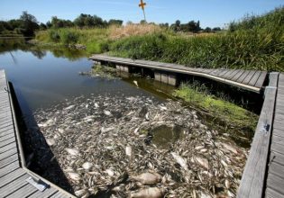 Πολωνία: Μαζικός θάνατος ψαριών στον ποταμό Όντερ