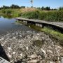Πολωνία: Μαζικός θάνατος ψαριών στον ποταμό Όντερ