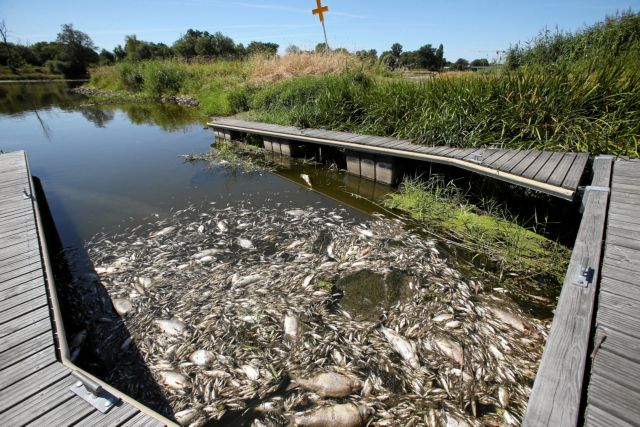 Πολωνία: Μαζικός θάνατος ψαριών στον ποταμό Όντερ