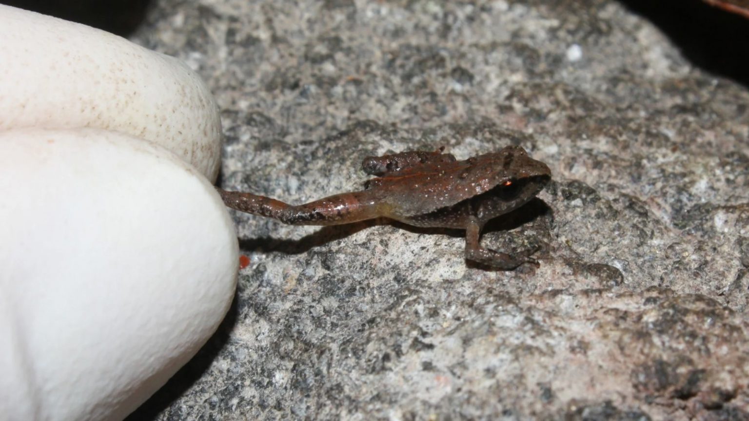 Για να δει κανείς τον βάτραχο Craugastor rubinus χρειάζονται γυαλιά πρεσβυωπίας (University of Cambridge)