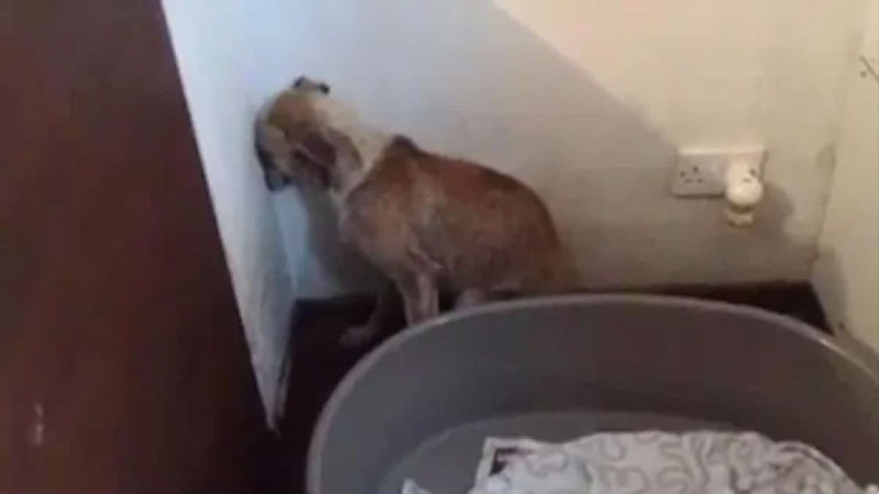 «Ραγίζει» καρδιές η κακοποιημένη σκυλίτσα που δεν τολμάει να κοιτάξει πουθενά