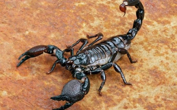 Τρόμος για γυναίκα: Γύρισε από διακοπές, άνοιξε τη βαλίτσα και βρήκε… 18 σκορπιούς