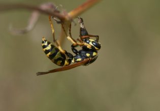 Ναύπακτος: Στο νοσοκομείο 50χρονος μετά από τσίμπημα σκούρκου