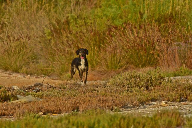 Λαγκαδάς: Σκότωσε σκυλί με λοστό γιατί του έφαγε μία κότα