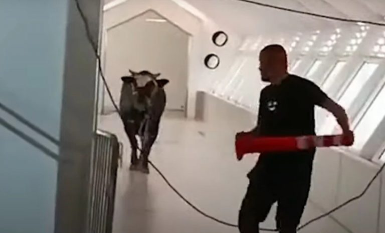 Ισραήλ: Ταύρος μπήκε σε τράπεζα και προκάλεσε πανικό