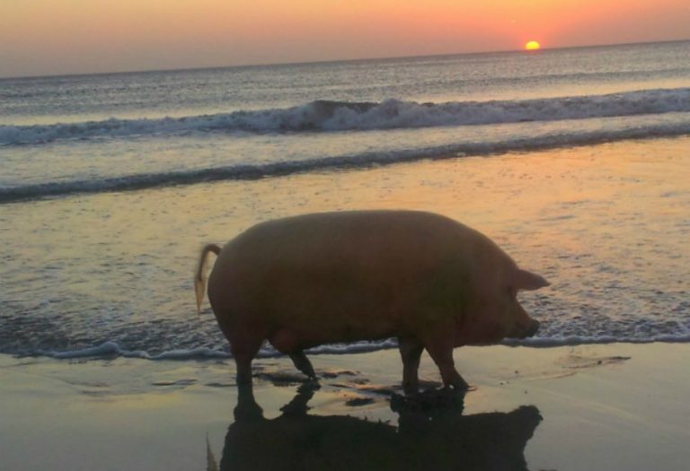 Greenpeace: «Σας παρακαλούμε συμπεριφερθείτε σαν ζώα στην παραλία» – Επική ανάρτηση