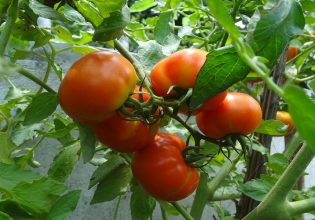 Ντομάτα: Πώς θα προστατέψετε τις υπαίθριες καλλιέργειες από τους εχθρούς της εποχής