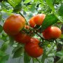 Ντομάτα: Πώς θα προστατέψετε τις υπαίθριες καλλιέργειες από τους εχθρούς της εποχής
