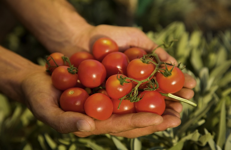 Βιομηχανική ντομάτα: Παραμένει κυρίαρχο προϊόν - Απαιτούνται όμως βελτιωτικά μέτρα