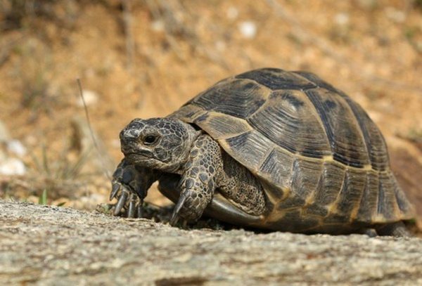 Ολλανδία: Μεταλλαγμένη χελώνα με δύο κεφάλια και έξι πόδια