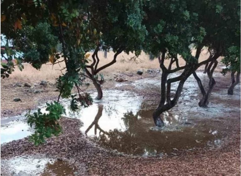 Χίος: Σημαντικές ζημιές στη μαστιχοκαλλιέργεια από το καλοκαιρινό μπουρίνι