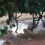 Χίος: Σημαντικές ζημιές στη μαστιχοκαλλιέργεια από το καλοκαιρινό μπουρίνι