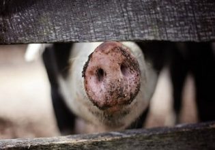 EFSA: 15+1 συστάσεις για την ευημερία των εκτρεφόμενων χοίρων