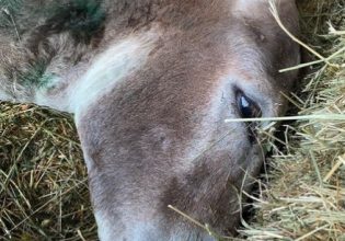 Save a Greek Stray για κακοποιημένο γαϊδουράκι: Ο νόμος απαγορεύει την κακοποίηση όλων των ζώων χωρίς διακρίσεις