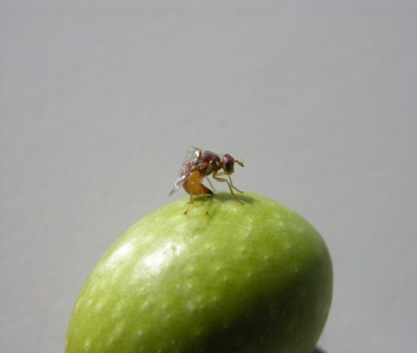 Πως επικοινωνούν ερωτικά τα έντομα; Οι συνήθειες του ζευγαρώματος, τα «τραγούδια» των αρσενικών οι ήχοι της …επικράτησης