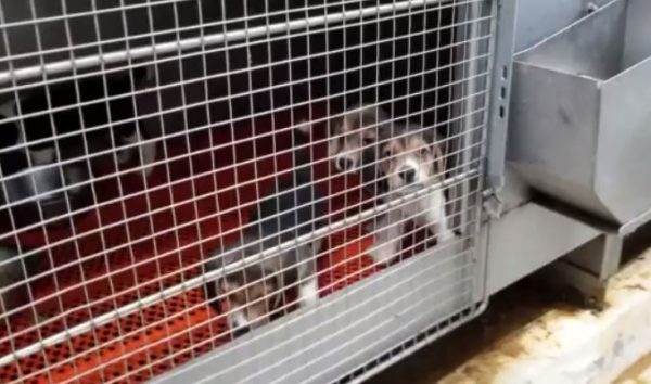 Οι Αρχές έσωσαν 4.000 σκυλιά που προορίζονταν για πειράματα