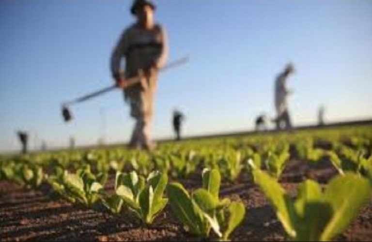 ΕΛΣΤΑΤ: Το ενεργειακό κόστος πλήττει γεωργία και κτηνοτροφία