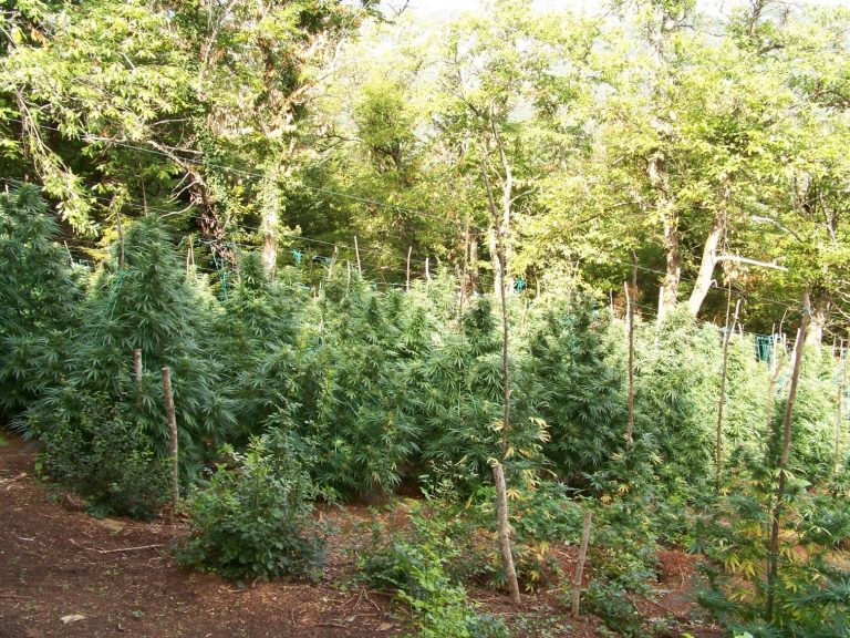 Ολυμπος: Πώς έφτασε η ΕΛ.ΑΣ στη φυτεία – μαμούθ με δενδρύλλια κάνναβη