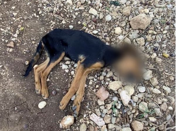 Φιλιππιάδα: Καταφύγιο για σκύλους ήταν «κολαστήριο» – Ανατριχιαστικές εικόνες