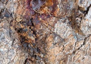 Πύργος: Ανοίγουν μεγάλες τρύπες σε πεύκα για να τα ξεράνουν