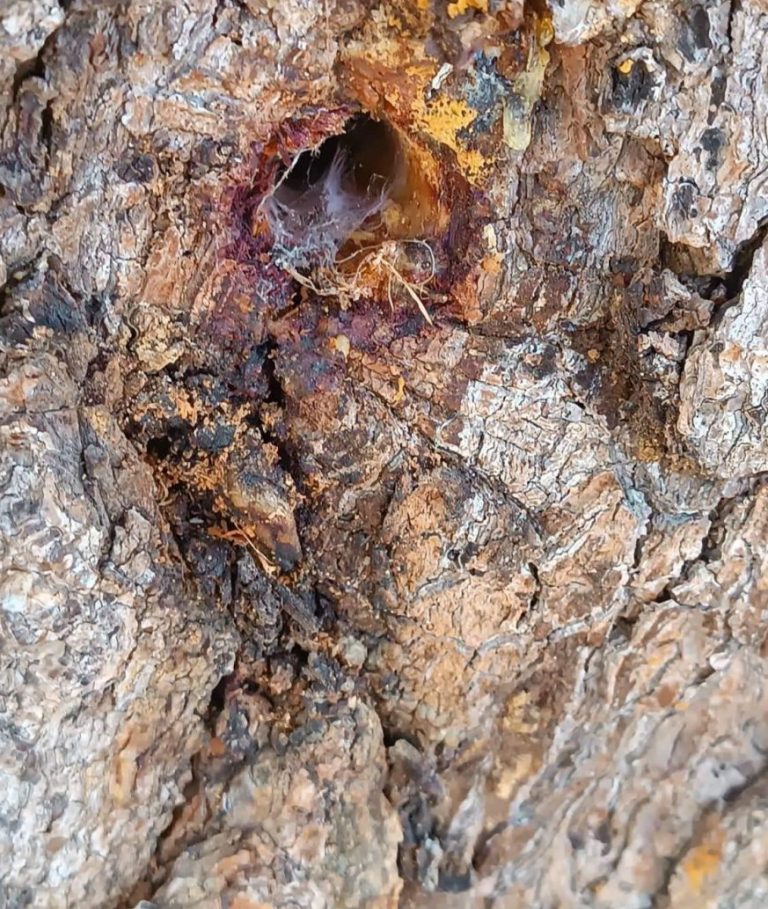 Πύργος: Ανοίγουν μεγάλες τρύπες σε πεύκα για να τα ξεράνουν