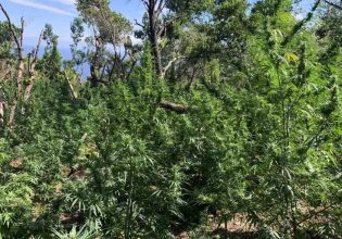 Μαγνησία: Μεγάλη χασισοφυτεία στη Ζαγορά – Αναζητούνται οι καλλιεργητές