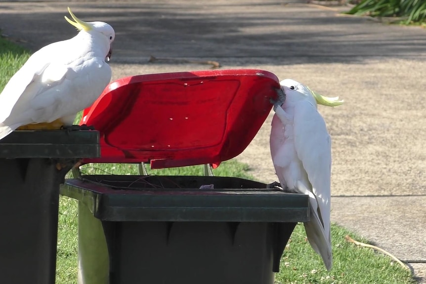 Αυστραλία: Παπαγάλοι και άνθρωποι σε πόλεμο για τους σκουπιδοτενεκέδες