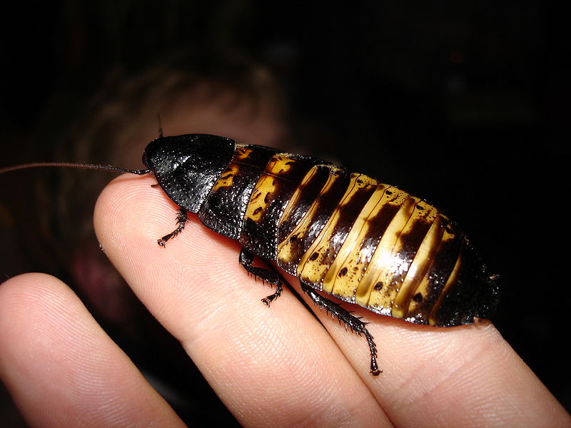 Η κατσαρίδα της Μαδαγασκάρης (Gromphadorhina portentosa) δεν έχει φτερά και ενίοτε εκτρέφεται ως κατοικίδιο (Wikimedia Commons / CC-BY 3.0)