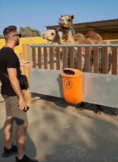 Καμήλες θαυμάστριες του Κωνσταντίνου Αργυρού χορεύουν με τα τραγούδια του