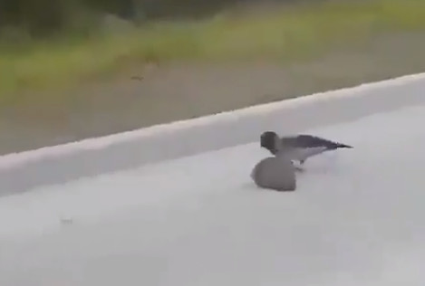 Πουλί βοηθά σκαντζόχοιρο να φύγει από την μέση του δρόμου