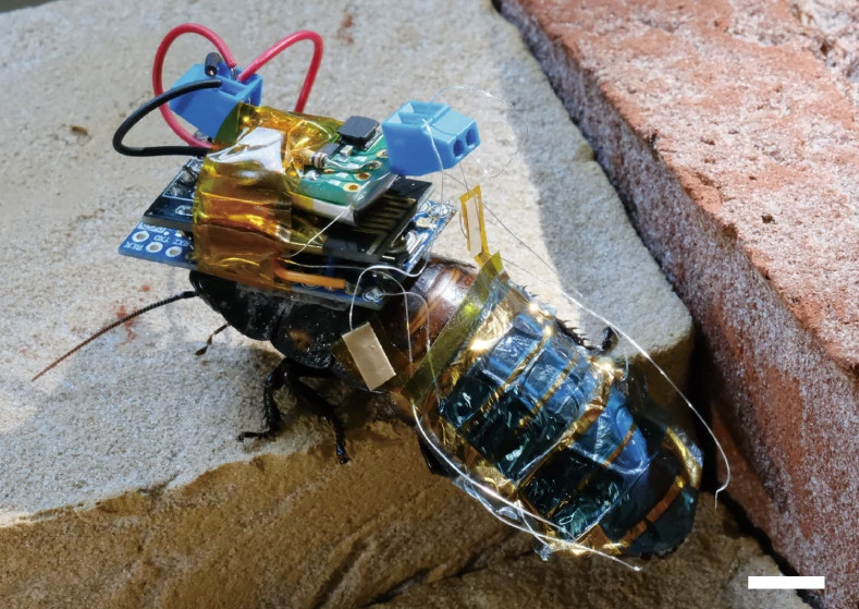 Οι κατσαρίδες-cyborg ελέγχονται από μακριά μέσω Bluetooth (Yujiro Kakei et al. / Flexible Electronics)