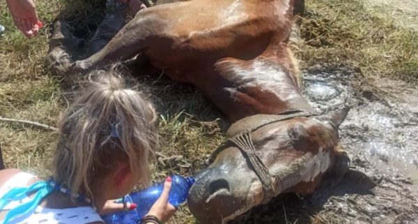 Κέρκυρα: Άφησαν άλογο δεμένο στον ήλιο και πέθανε [εικόνες – βίντεο]
