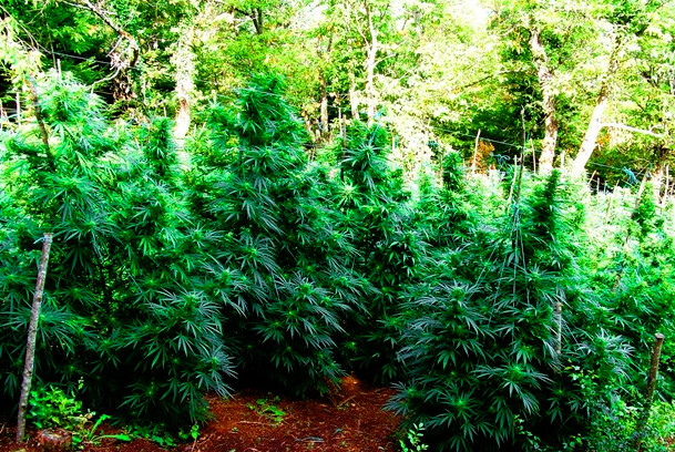 Χασισοφυτεία… δάσος στον Όλυμπο: 5.052 δενδρύλλια σαν έλατα