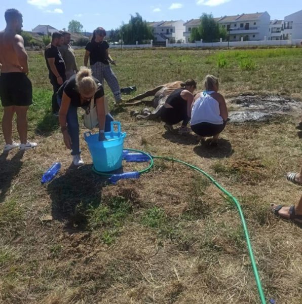 Κέρκυρα: Άφησαν άλογο δεμένο στον ήλιο και πέθανε (Φωτό – Βίντεο)