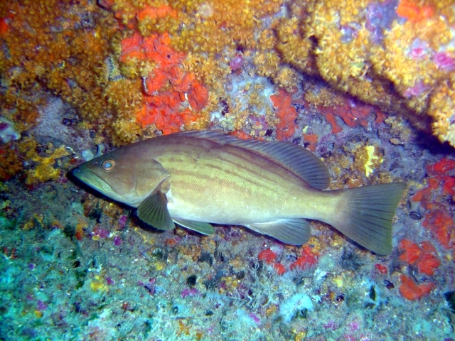 Epinephelus costae1