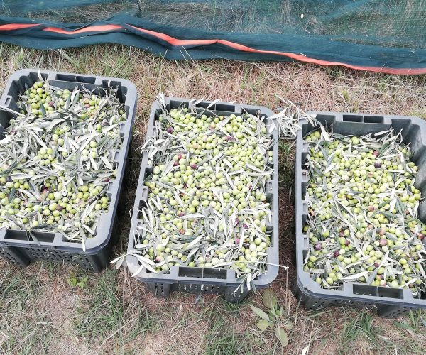 Elia Lesvos Confest: Ενα σημαντικό συνέδριο στη Μυτιλήνη για την ελιά