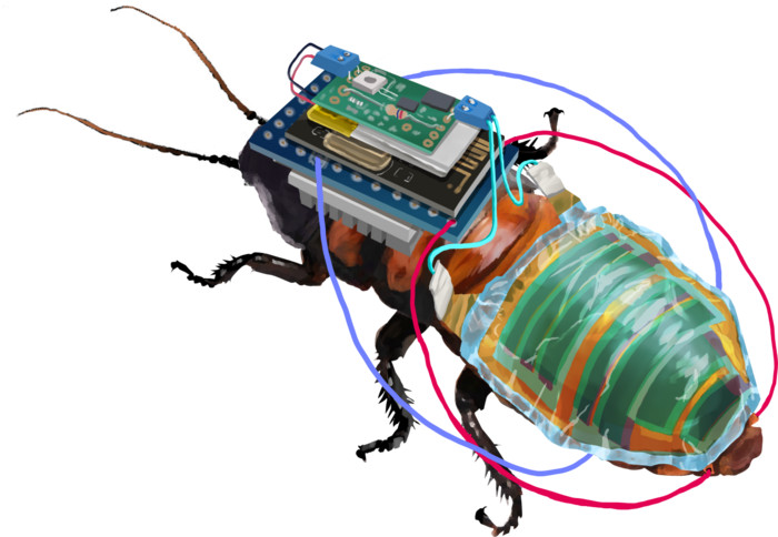 Ζωντανές κατσαρίδες μετατράπηκαν σε cyborg για αναζήτηση επιζώντων