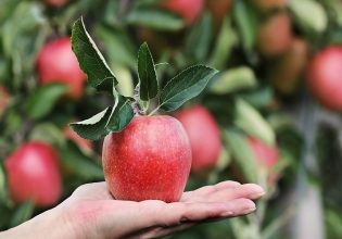 Γεωργαντάς: Αναζητούνται εναλλακτικές αγορές για την εξαγωγή μήλων