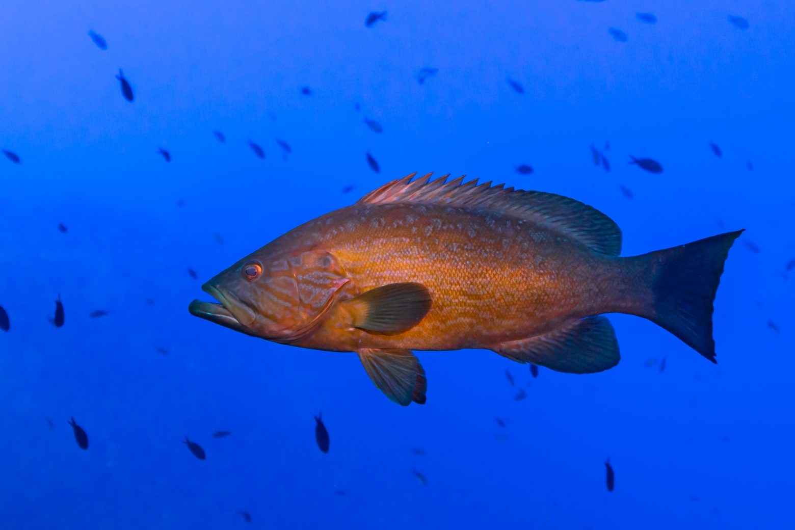 Γυάρος: Τα ψάρια επέστρεψαν μετά τη δημιουργία προστατευόμενης περιοχής