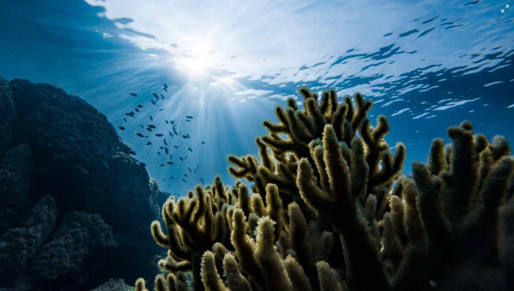 Ανακαλύφθηκε το αρχαιότερο σαγόνι στον κόσμο – Ηλικίας 439 εκατ. ετών [εικόνα]