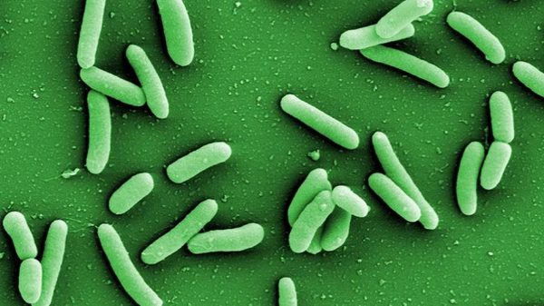 «Μικρορομπότ» που κολυμπούν στο αίμα εξολοθρεύουν θανατηφόρο βακτήριο