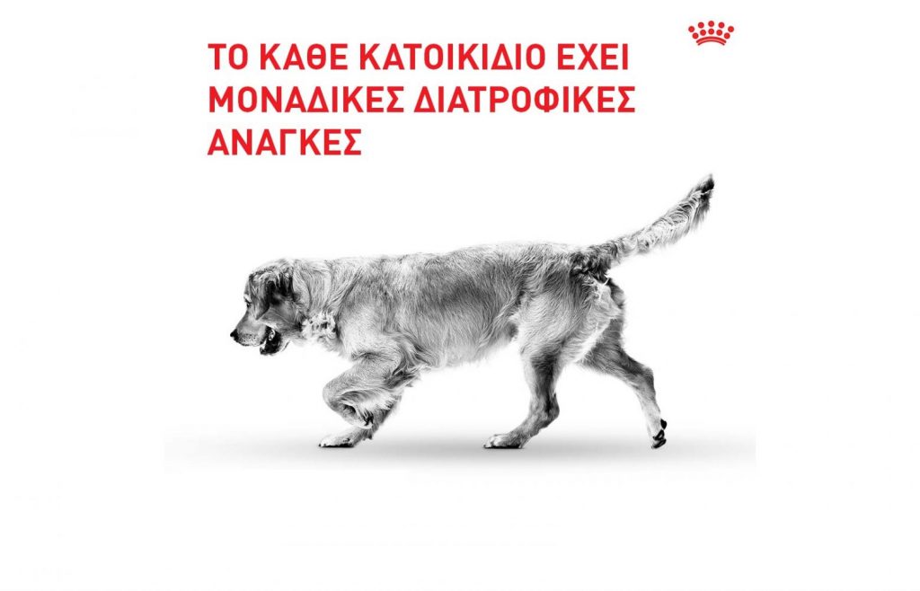 Αλλαγή τροφής σκύλου: Ποια βήματα πρέπει να ακολουθήσετε;