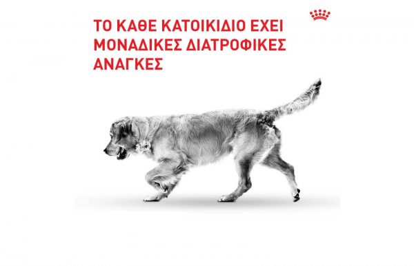 Αλλαγή τροφής σκύλου: Ποια βήματα πρέπει να ακολουθήσετε;