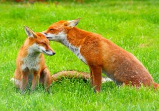 Λύσσα: Ξεκινά η εμβολιαστική εκστρατεία των αλεπούδων