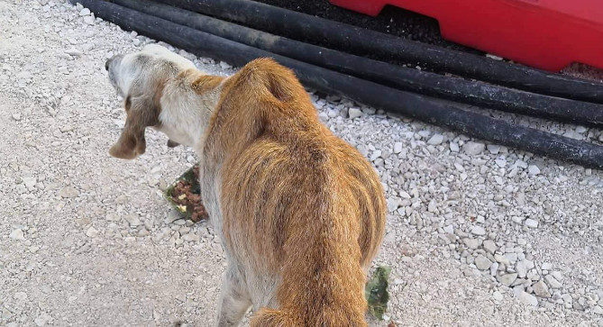 Ιωάννινα: Αποστεωμένο σκυλάκι μετα βίας στέκεται