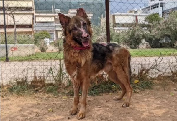 Πεντέλη: Ο σκύλος με τα εγκαύματα κατάφερε να επιβιώσει και αναζητά οικογένεια