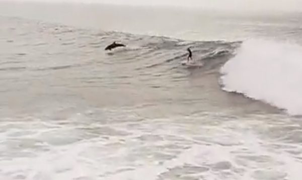 Δελφίνια: «Δαμάζουν» τα κύματα παρέα με σέρφερ