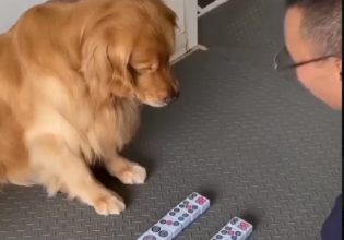 Σκύλος: Η παρατηρητικότητά του θα σας εντυπωσιάσει – Το βίντεο που έγινε viral